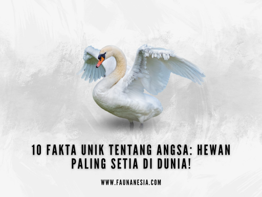 fakta menarik angsa, hewan paling setia