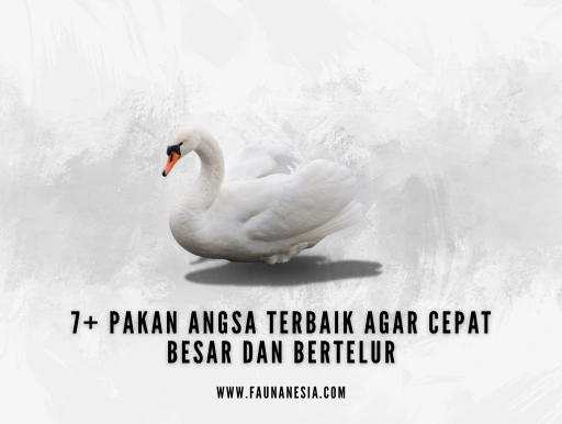 pakan angsa terbaik agar cepat Besar