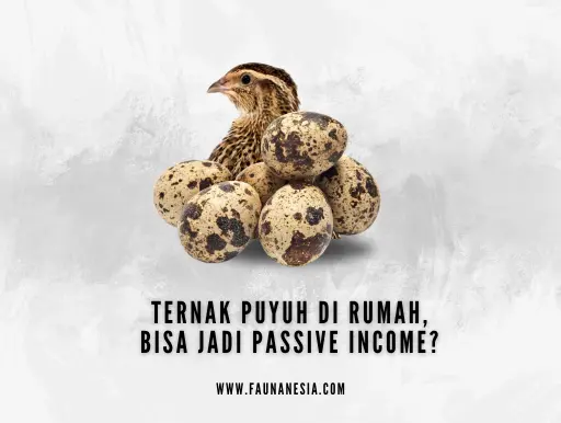 pasive income dari ternak puyuh