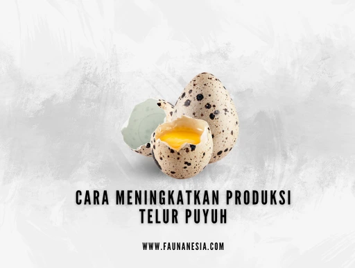 meningkatkan produksi telur puyuh