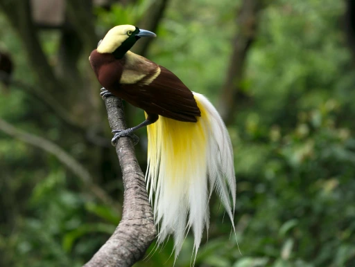 Fakta unik burung cendrawasih