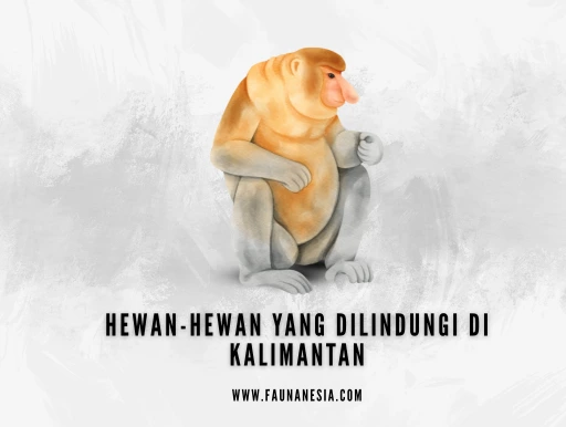 hewan hewan kalimantan yang dilindungi